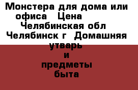  Монстера для дома или офиса › Цена ­ 1 900 - Челябинская обл., Челябинск г. Домашняя утварь и предметы быта » Растения   . Челябинская обл.,Челябинск г.